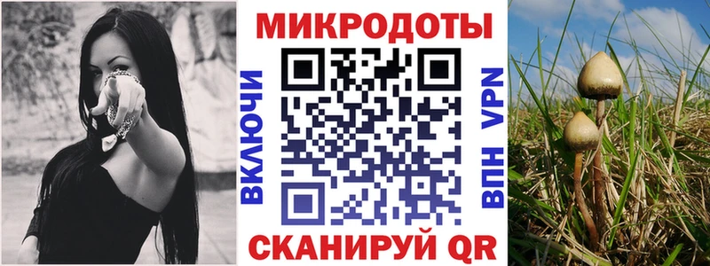 Псилоцибиновые грибы Psilocybe  Новоалтайск 